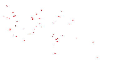 Red rose petals Blowing in the wind on a white background.