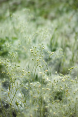 texture natura 