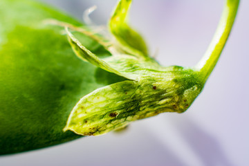 Shells of green appetizing and fresh peas new