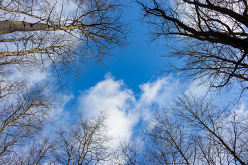 Trees with fallen foliage against a blue sky with clouds