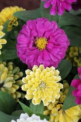 pink and yellow flower