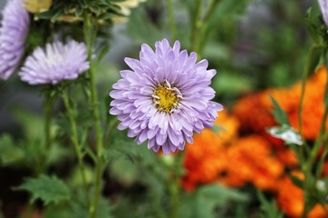 Obraz premium lavender flower