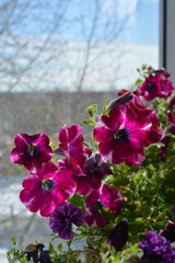 Blooming petunias grow on glass balcony. Beautiful plants with many flowers.