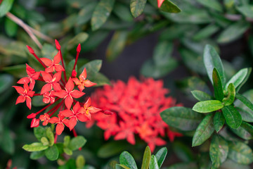 Chinese red ixora cut against green leaves In the tropical winter