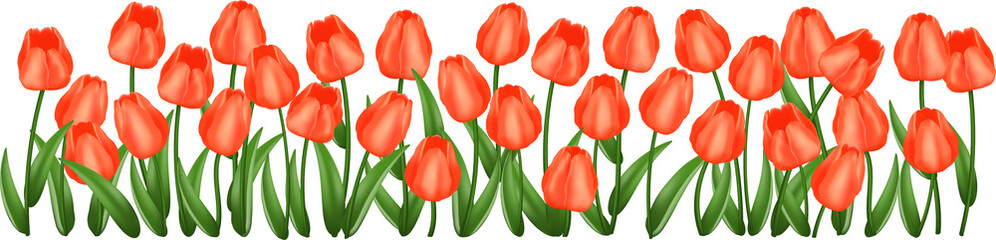 Red tulips frame\ background. Realistic vector illustration.