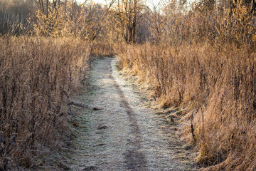 Walking path in nature on a frosty morning