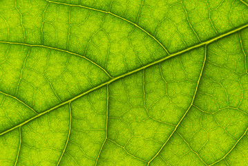 Plakat Tree leaf texture as background. Closeup