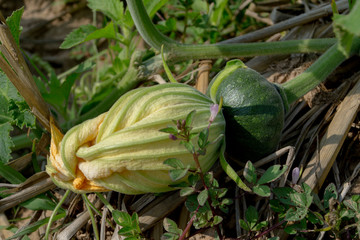 Obraz premium Planting organic pumpkins allows the vine to creep along the ground, flowers and young fruits of the pumpkin.