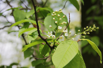Obraz premium blooming white cherry blossoms in spring on a green background