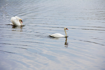 two white swans on the river