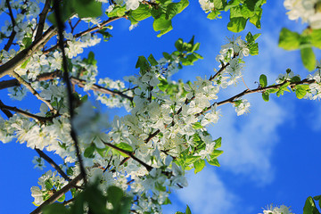 cherry blossoms in spring against a blue sky