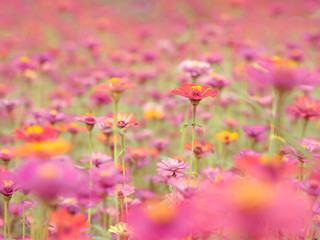 Zinnia pink, red, yellow, oranger colourful flower in blossom garden. Weather is refreshing in the summer morning.