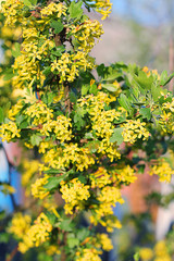 yellow flowers in garden