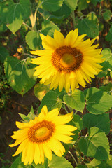 sunflower field of sunflowers and two sunflowers close up