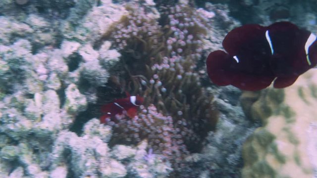 Anemonen mit roten Clownsfischen