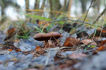 mushroom in the autumn forest