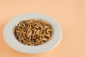 Endible worm plate in grown background