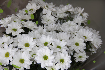 bouquet of flowers on green background