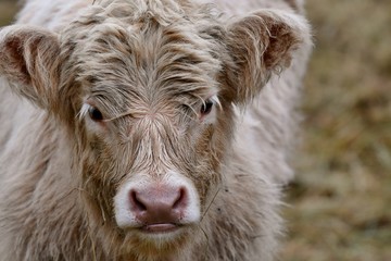Fototapeta premium portrait of a scottish highlander calf
