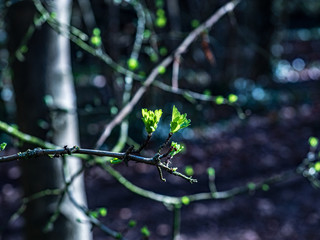 OLYMPUS DIGITAL CAMERA - shoots