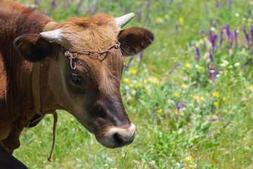Close-up portrait of cute young bull-calf on summer flowering meadow