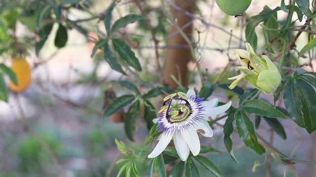 growing flower of Passiflora with leaves