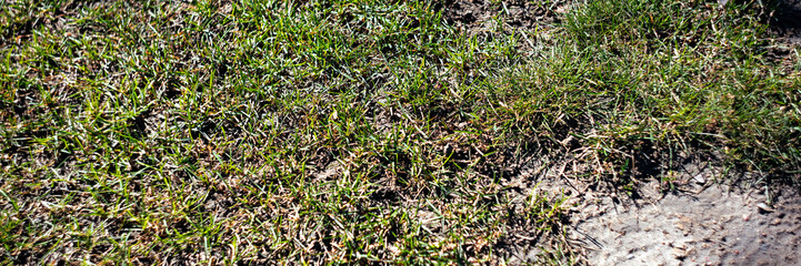 Long background with green grass