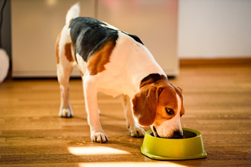 Dog beagle eating canned food from bowl in bright interior.