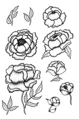 Graphic hand drawn peonies clipart.  Isolated ink peonies sketch. Sticker set. Black outline peony flowers set. 