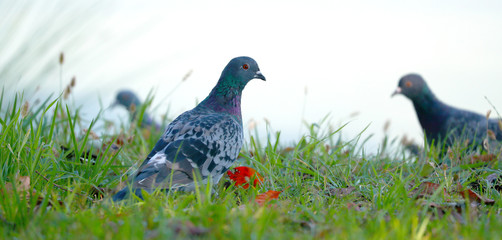 ハト　鳩　鳥　野鳥　キジバト　はと　野生バト