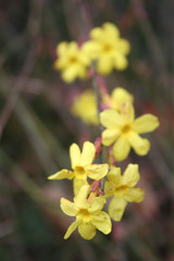 Jasminum nudiflorum branch in bloom. Winter jasmine bush with yellow flowers on winter season