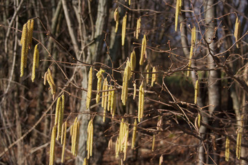 Yellow male flowers of a common hazel tree against blue sky on a sunny day. Corylus avellana tree in bloom