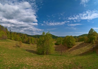 Fototapeta premium forest