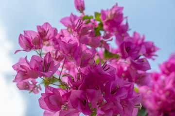 Pink bougainvillea flowers on a clear day
