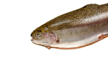 Salmon fish isolated on white background, rainbow trout, Fresh raw fish.