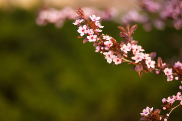 Fresh, pink, soft spring cherry tree blossoms on pink bokeh background.
