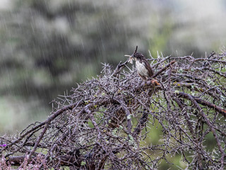This bird was in the rain, not singing though. Nairobi National Park, Kenya.