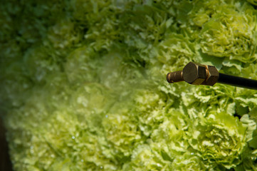Sparkle water on beautiful blooming yellow flowers to keep fresh