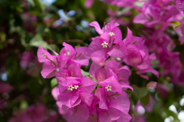 Fototapeta na wymiar Pink bougainvillea flowers on a clear day