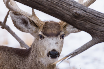 Colorado Wildlife. Wild Deer on the High Plains of Colorado