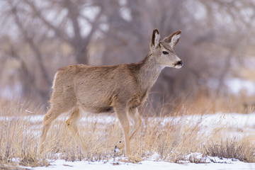 Colorado Wildlife. Wild Deer on the High Plains of Colorado