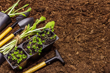 Green seedlings and garden tools on soil background. Ready for planting in open ground. Plant care concept