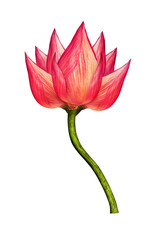 Composed Pink lotus with the isolated background 