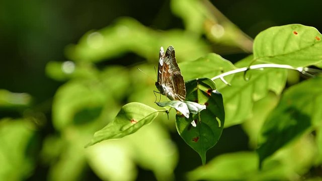 butterfly resting on a leave in a forest at bright daylight - macrovideo