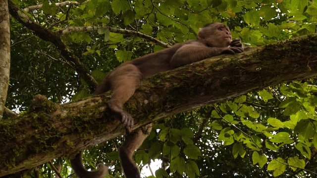 Monkey Eating a Cracker on a Tree Limb