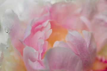 Tender pink  peony background with light yellow center