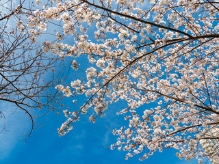 Cherry blossom flowers and blue sky in Fukuoka prefecture, JAPAN.
