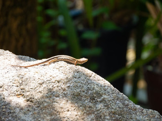 Japanese grass lizard - Takydromus tachydromoides - is on a rock in Fukuoka city, JAPAN.