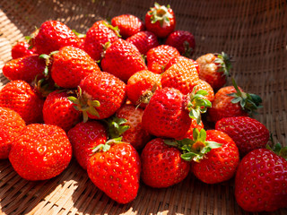 Harvested strawberry in bamboo basket in JAPAN
