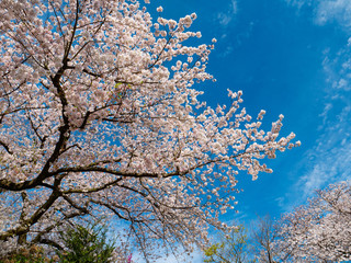Cherry blossom flowers and blue sky in Fukuoka prefecture, JAPAN.